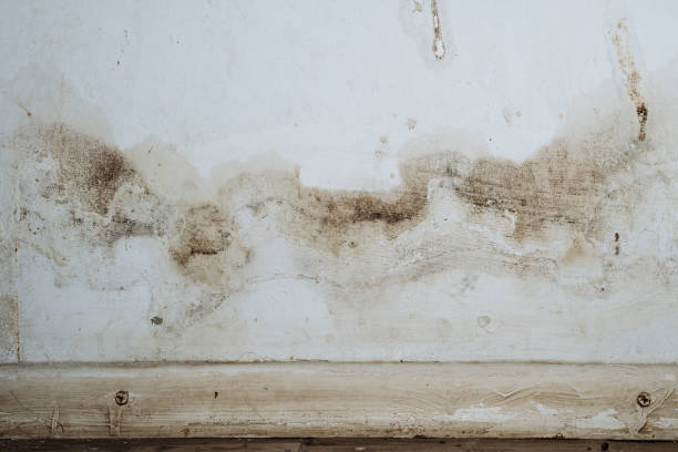 Forensic Mold Investigation in Astatula, FL